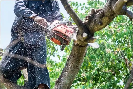 tree services Belton